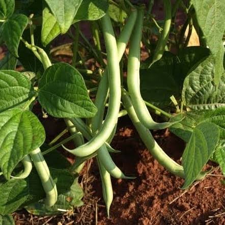 Bush Beans Seeds for Planting – Green Bean Vegetable Seeds for Home Gardens