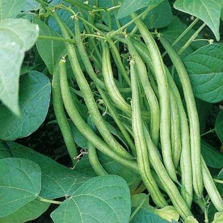 Bush Beans Seeds for Planting – Green Bean Vegetable Seeds for Home Gardens