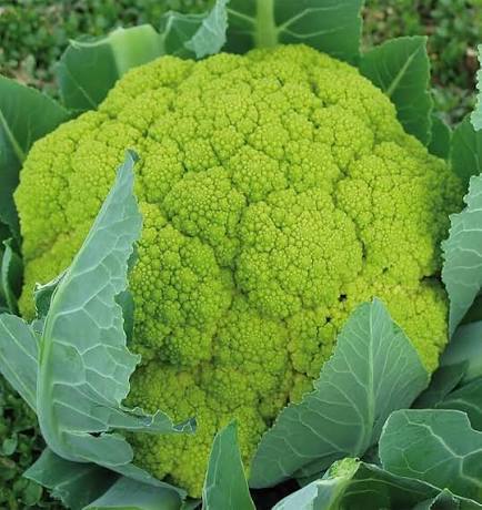 Green Verde Cauliflower Seeds garden vegetable variety for planting