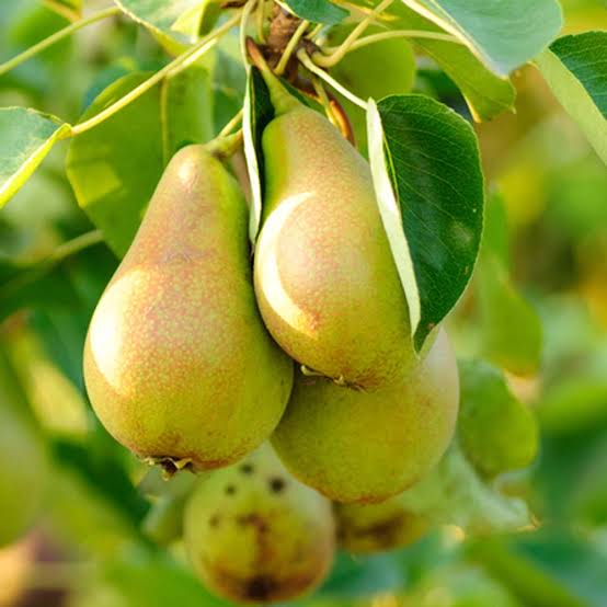 European Pear Tree Seeds for growing Pyrus communis green fruit trees with white flowers