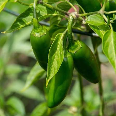 Green Fresh Hot Pepper Seeds – Short Bullet Hot Pepper Garden Variety