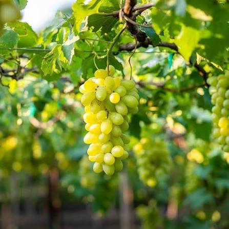 Green Grape Seeds for growing heirloom Non-GMO sweet fruit grape vines