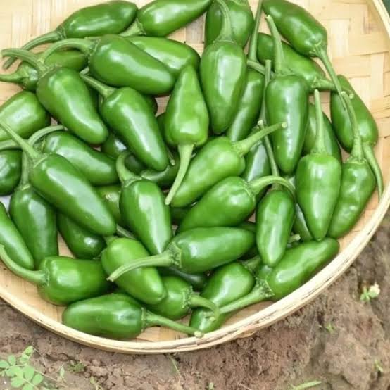 Green Fresh Hot Pepper Seeds – Short Bullet Hot Pepper Garden Variety
