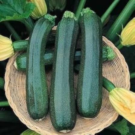 Green Long Squash Seeds vegetable garden variety for home planting