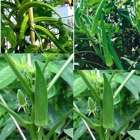 Winter Okra Seeds – Green Okra Garden Vegetable Variety