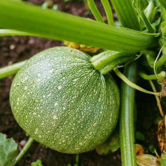 Green Round Squash Seeds garden vegetable variety for home planting