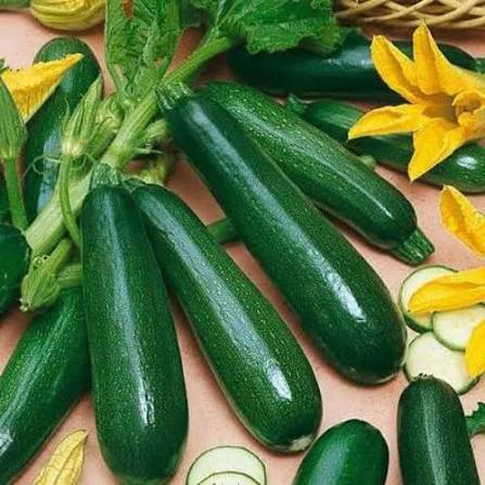 Green Long Squash Seeds vegetable garden variety for home planting