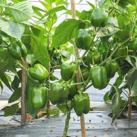 Green Sweet Pepper Seeds open field variety for home garden planting