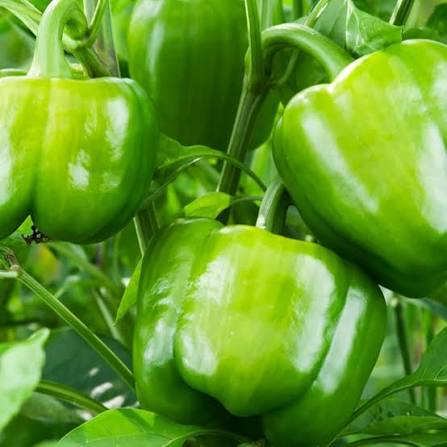 Green Sweet Pepper Seeds open field variety for home garden planting