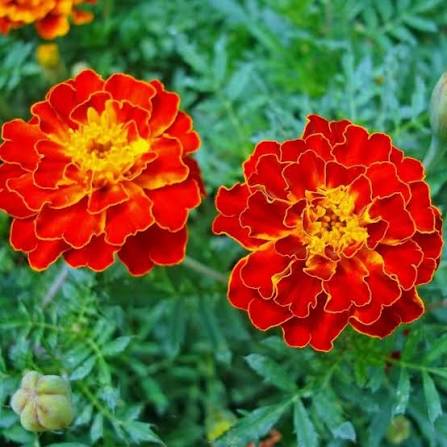 French Gulzafri Mix Marigold flower seeds for planting