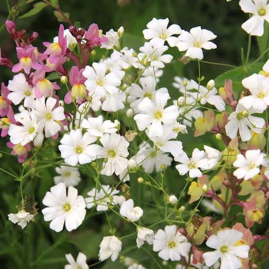 White Gypsophila Baby's Breath Flower seeds for planting