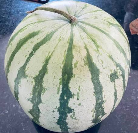 Dixie Queen Watermelon Seeds for growing Citrullus lanatus heirloom red flesh melons