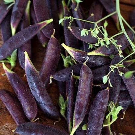 Sugar Magnolia Sweet Pea Seeds for growing heirloom purple pod Pisum sativum snap peas