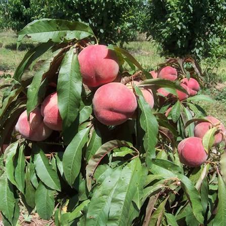 Vineyard Peach Seeds for growing heirloom sweet peach fruit trees in home gardens