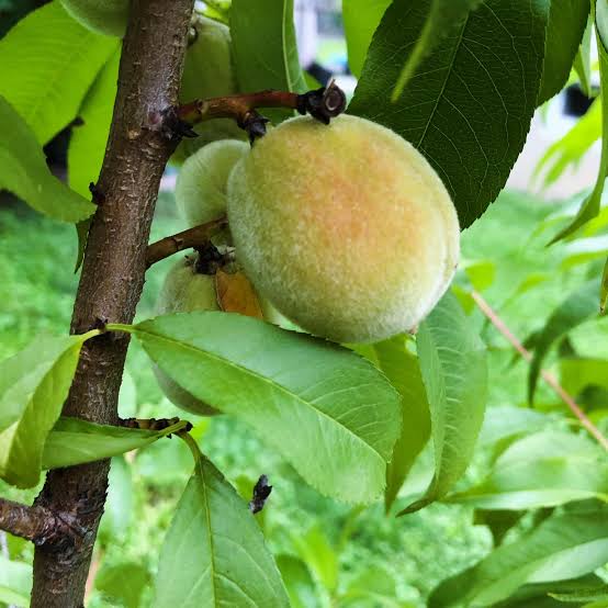 Romanian White Peach Seeds for growing heirloom cold-hardy white peach fruit trees