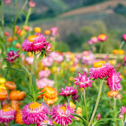 Helichrysum Bracteatum Dwarf Mixed Strawflower seeds for planting