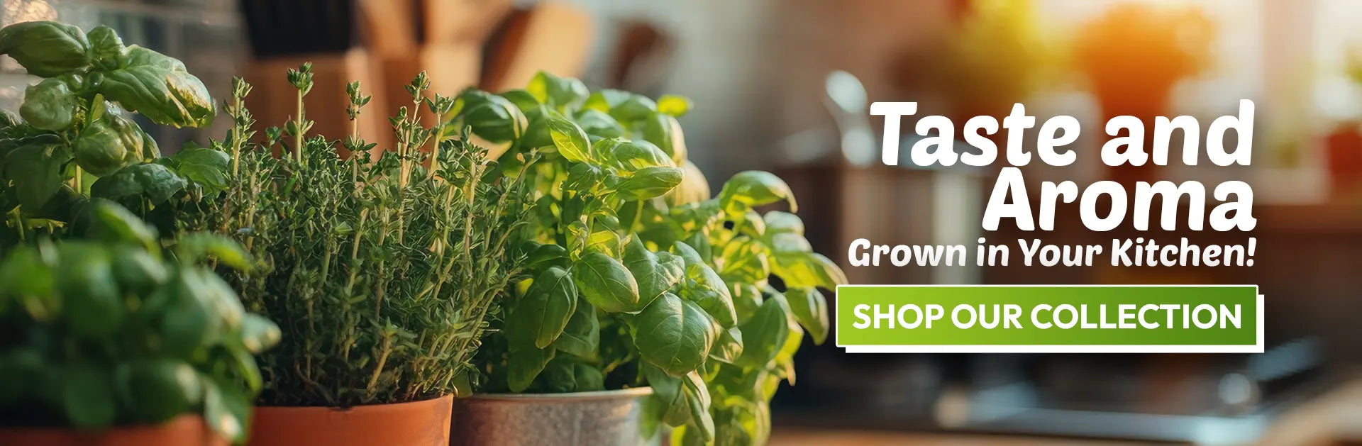 Fresh basil and culinary herbs growing in pots with a Taste and Aroma kitchen herb collection banner