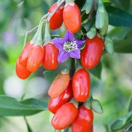 Himalayan Tibetan Goji Berry Seeds for growing Lycium barbarum wolfberry fruit bushes