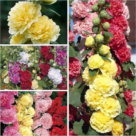 Hollyhock Summer Carnival Annual Mixed Flower Seeds for Planting – Heirloom Colorful Blooms