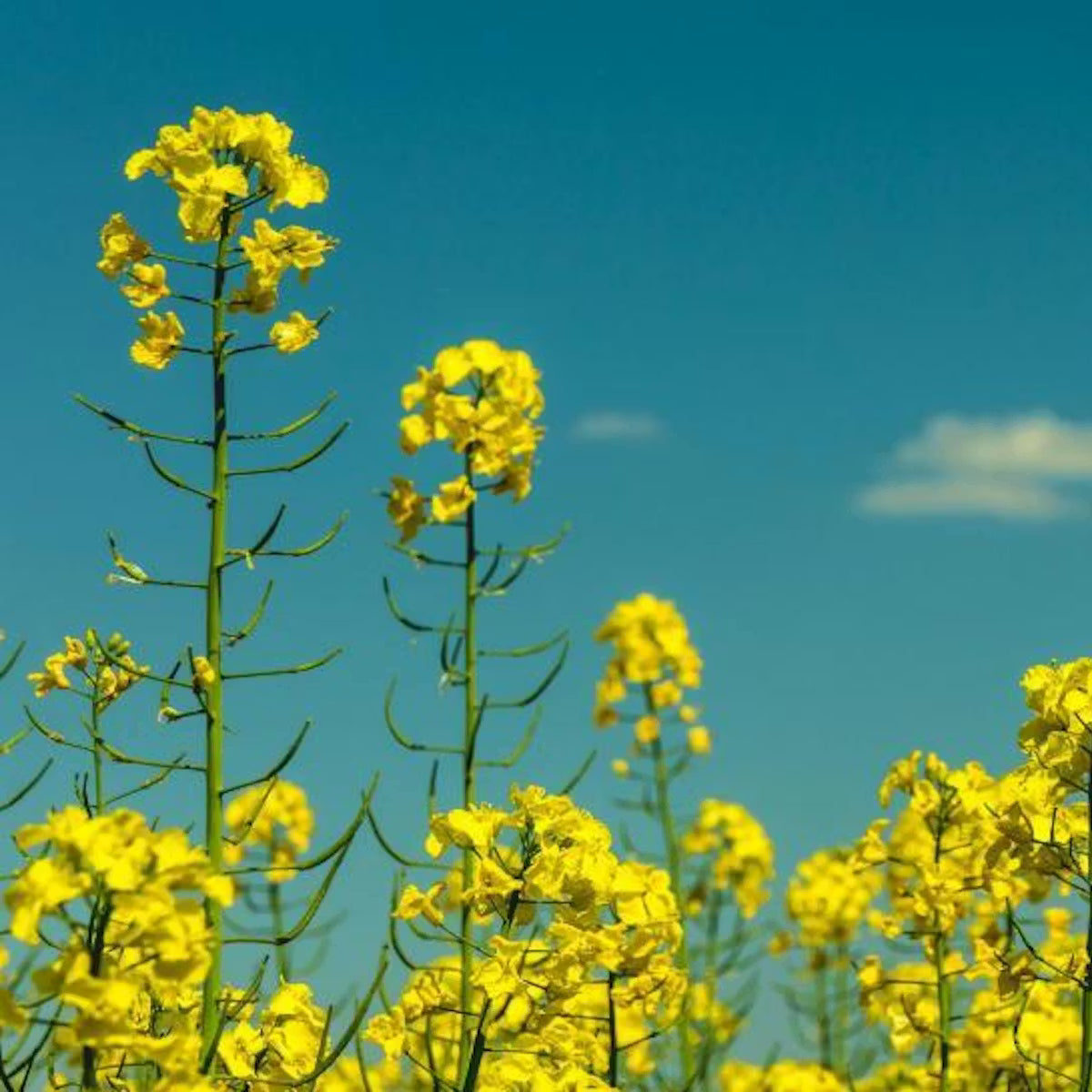 Mustard Spicy Flavorful Herb Seeds for Planting