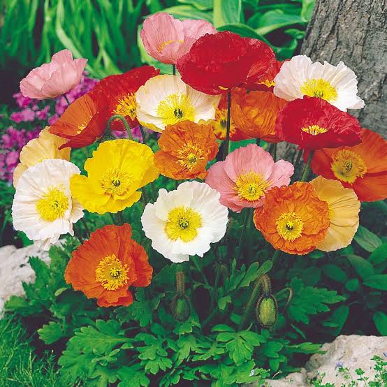 Papaver Nudicaule Iceland Mixed Poppy flower seeds for planting