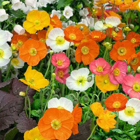 Papaver Nudicaule Iceland Mixed Poppy flower seeds for planting