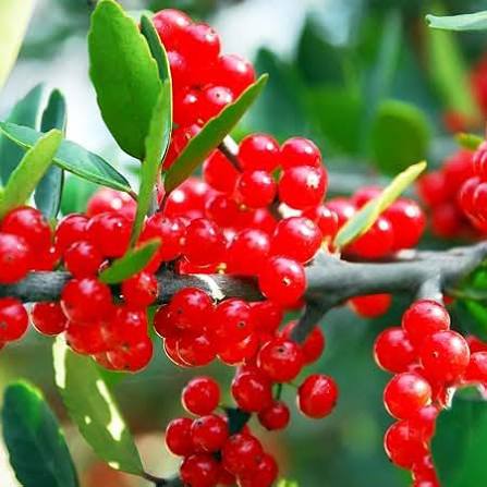 Yaupon Holly Seeds for growing Ilex vomitoria native evergreen holly plants