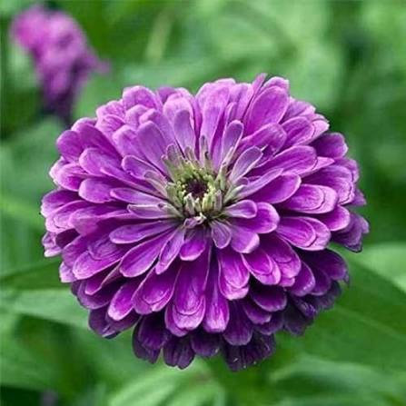 Zinnia Elegance Dahlia Flowered Illumination Flower Seeds with full double blooms