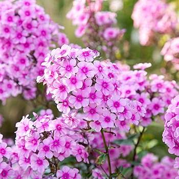 Phlox Cuspidata Twinkle Dwarf Mixed annual phlox flowers grown from seeds
