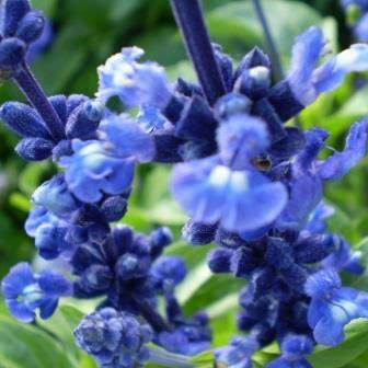 Salvia Farinacea Victoria Blue Mealycup Sage flower seeds with violet-blue flower spikes