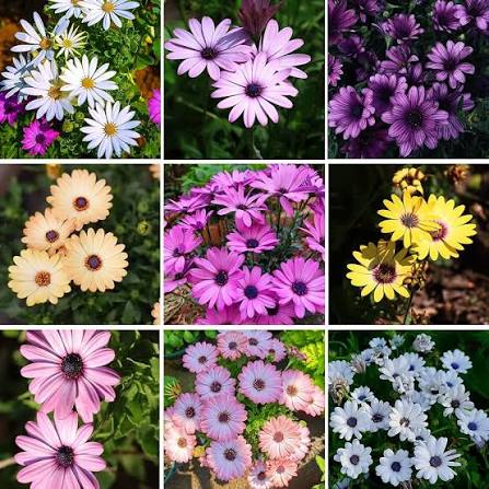 Osteospermum Ecklonis Mixed African Daisy seeds for planting