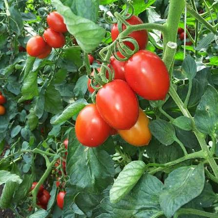 Square Round Tomato Seeds Summer variety for home garden planting