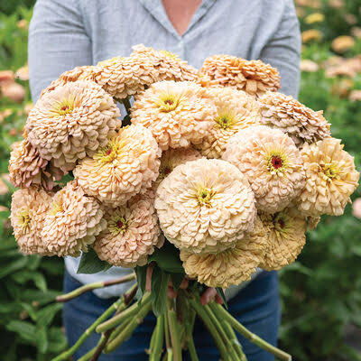 Bouquet of creamy white zinnia flowers with layered petals being held in a blooming garden