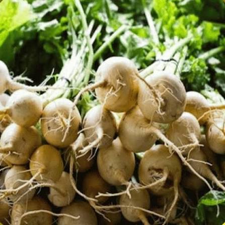Albino Beet Seeds white beetroot garden vegetable variety for planting