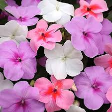 Impatiens Baby Mixed Flower Seeds with colorful blooms for garden planting