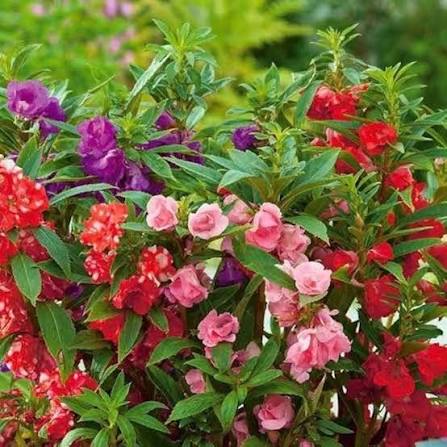 Balsam Impatiens Tom Thumb Mixed Flower Seeds with colorful compact blooms