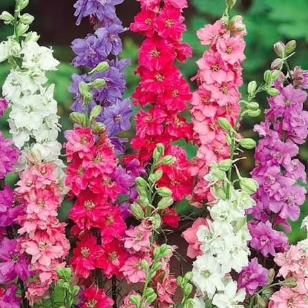 Delphinium Consolida Imperial Mixed Larkspur flower seeds for planting