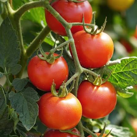 Indeterminate Tomato Seeds open field variety for home garden planting