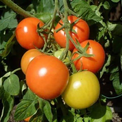 Indeterminate Tomato Seeds open field variety for home garden planting