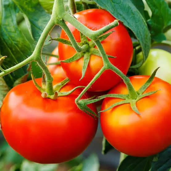 Indeterminate Tomato Seeds open field variety for home garden planting