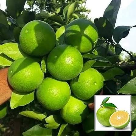 Indian Sweet Lime Seeds Citrus Limetta Mausammi variety for planting