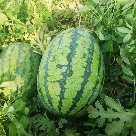 Iris Hybrid F1 Watermelon Seeds – Striped Watermelon Garden Fruit Variety