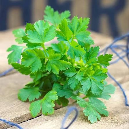 Parsley Gigante D'Italia flat leaf herb microgreen seeds for growing fresh Italian parsley