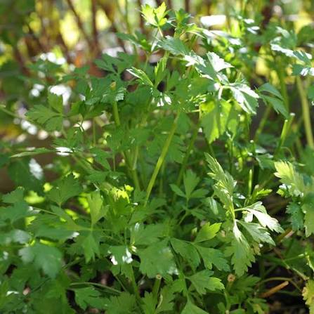 Parsley Gigante D'Italia flat leaf herb microgreen seeds for growing fresh Italian parsley