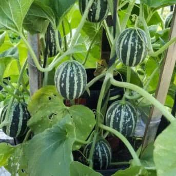 Japanese Tiger Melon Seeds – Striped Asian Melon Garden Fruit Variety