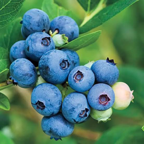 Jersey Blueberry Plant Northern Highbush fruit variety for home garden