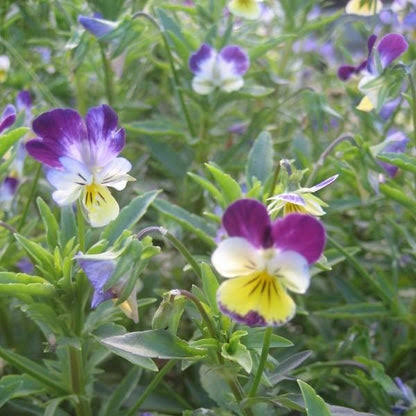 Johnny Jump Up Wild Pansy Viola Tricolor flower seeds with purple yellow and white blooms