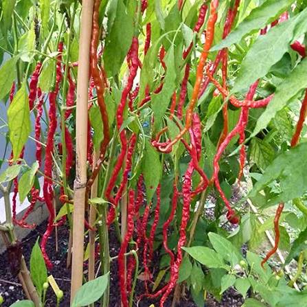 Long Kaddi Hot Pepper Seeds – Elongated Red Dry Pepper Variety