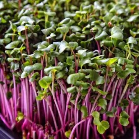Curly Kale Herb Microgreen Seeds for planting with fresh green kale microgreens