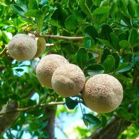 Kavath Fruit Seeds Wood Apple Tree variety for home garden planting